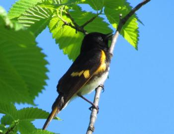 American redstart, Jeff Wells, Boothbay Register