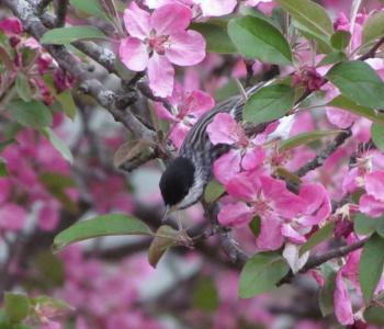 Blackpoll warbler, Jeff Wells, Boothbay Register