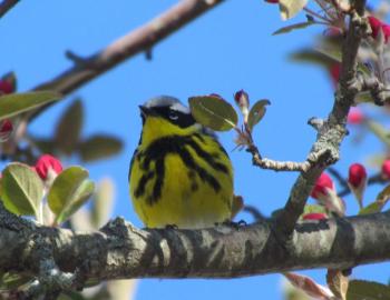 Magnolia warbler, Boothbay Register, Jeff Wells