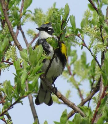 Yellow-rumped warbler, Jeff Wells, Boothbay Register