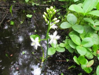 Bogbean, Orono Bog, Maine, Jeff Wells, Boothbay Register