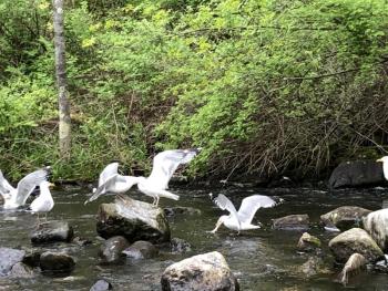 gulls, alewives, Boothbay Register