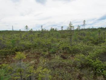 Orono Bog, Maine, Jeff Wells, Boothbay Register