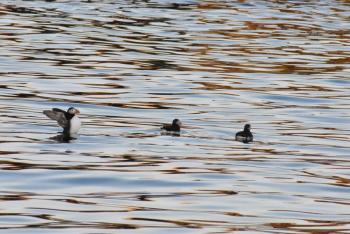 Puffins, Boothbay Register, NRCM