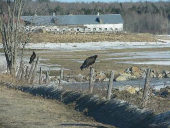 #bird-column, Boothbay Register, turkey vulture, Jeff Wells