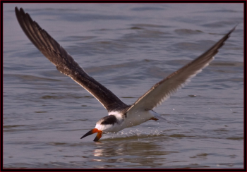 #black-skimmer, #Boothbay-Register