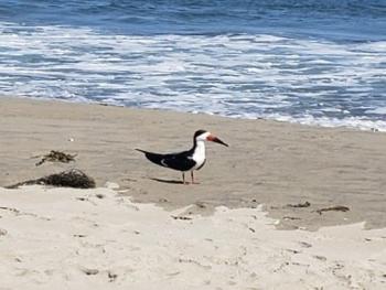 #black-skimmer, #boothbay-register