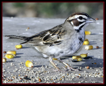 #lark-sparrow, #Boothbay-Register