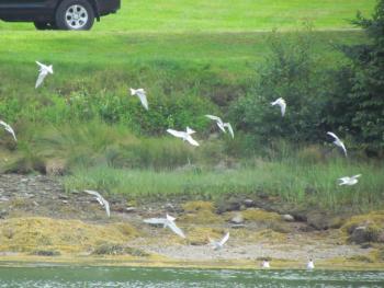 Common Terns, Boothbay Register, Jeff Wells, Pemaquid