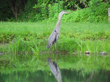 #bird-column, #boothbay-register, #Jeff-Wells, #birds, #Maine