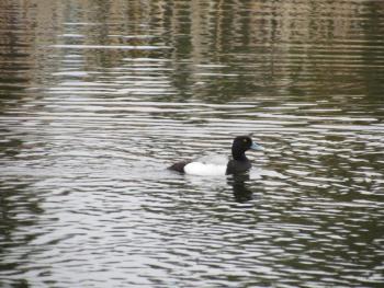 #bird-column, #greater-scaup, #Boothbay-Register, #birds, #Maine, #Jeff-Wells