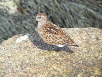 #bird-column, #Least-Sandpiper, #Boothbay-Register, #Jeff-Wells