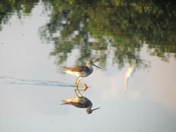 #bird-column, #boothbay-register, #Jeff-Wells