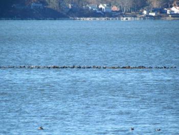 #bird-column, #boothbay-register, #birds, #Maine