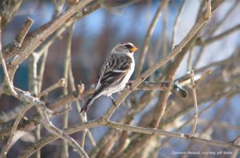 #bird-column, Common redpoll, 