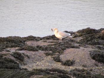 #bird-column, #boothbayregister