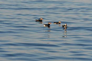 #bird-column, #birds, #Boothbayregister