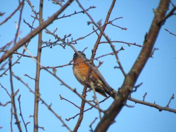 #bird-count, #greatbackyardbirdcount