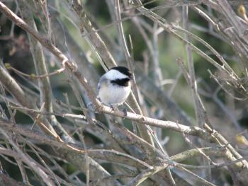 #bird-column, #boothbay-register, #black-cappedchickadee, #Maine