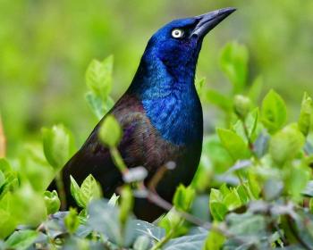 #bird-column, #boothbayregister, #grackle