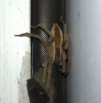 #bird-column, #boothbayregister, #spiders, #nurserywebspider