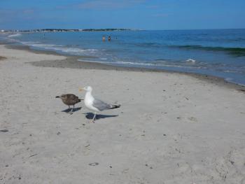 #bird-column, #boothbayregister, #jeffandallisonwells, #birds, #maine, #wiscassetnewspaper