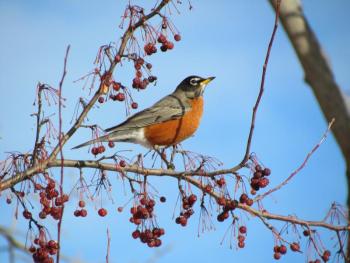 #bird-column, #robin, #boothbay-register, #naked-and-afraid, #JeffWells