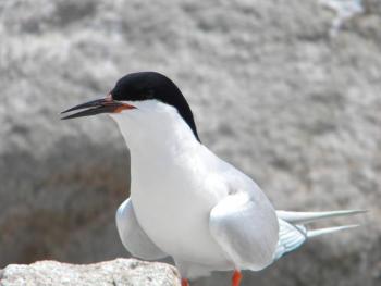 #bird-column, #birds, #Jeff-and-Allison-Wells. #boothbay-register, #maine, #Wiscasset-Newsapaper, #roseate-tern, 