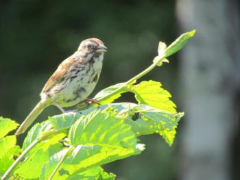 #bird-column, #boothbay-register, #jeff-and-allison-wells, #birds, #maine