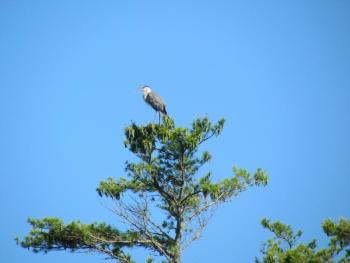 #bird-column, #boothbay-register, #jeff-and-allison-wells, #birds, #maine