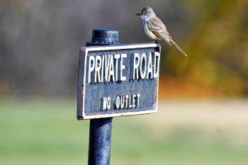 #bird-column, #boothbay-register, #Jeff-and-Allison-Wells, #birds, #maine, #ash-throated-flycatchers