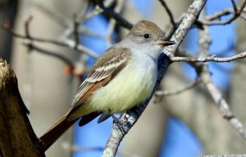 #bird-column, #boothbay-register, #Jeff-and-Allison-Wells, #birds, #maine, #ash-throated-flycatchers