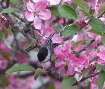 #bird-column, #boothbay-register, #jeff-and-allison-wells, #birds, #maine, #blackpoll-warbler