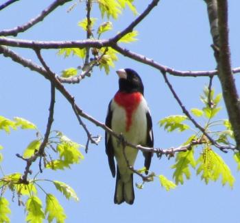 #bird-column, #boothbay-register, #jeff-and-allison-wells, #birds, #maine, #rose-breasted-grosbeak