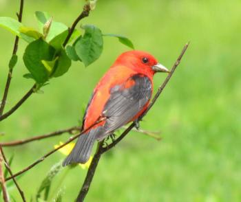 #bird-column, #boothbay-register, #jeff-and-allison-wells, #birds, #maine, #scarlet-tanager