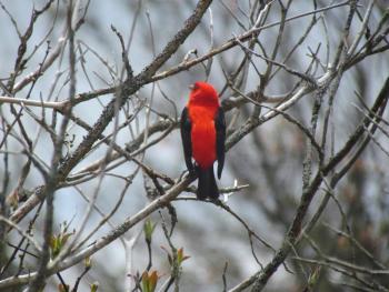 #bird-column, #birds, #maine, #boothbay register, #Jeff and Allison Wells, #COP15