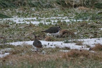 #bird-column, #Jeff and Allison Wells, #birds, #boothbay register, #maine, #northern lapwing