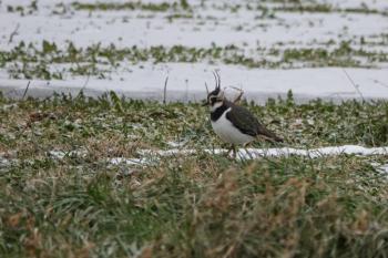 #bird-column, #Jeff and Allison Wells, #birds, #boothbay register, #maine, #northern lapwing