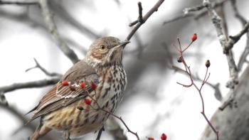 #bird-column, #Jeff and Allison Wells, #birds, #boothbay register, #maine, #sage thrasher, 