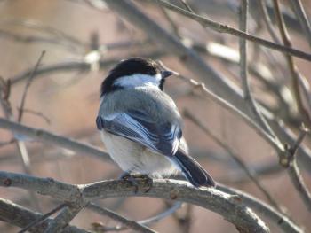 #bird-column, #boothbay register, #jeff and allison wells, #birds, #maine, #black-capped chickadee