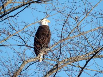 #bird-column, #Jeff and Allison Wells, #boothbay Register, #maine, #birds, #bald eagle