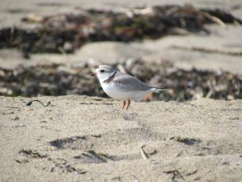 #bird-column, #endangeredspecies, #pipingplovers, #reidstatepark, #Jeff and Allison Wells, #maine, #birds, #boothbay register