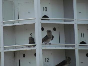 #bird-column, #birds, #Jeff and Allison Wells, #boothbay register, #maine, #purple martins