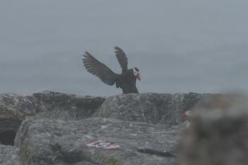 #bird-column, #gulf of maine, #jeff and allison wells, #boothbay register, #wiscasset newspaper, #penbay pilot, #birds, #maine, #tufted puffin