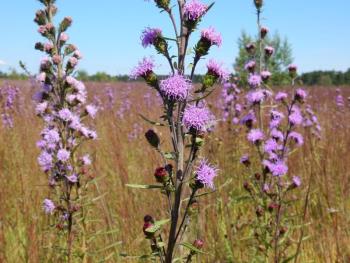 #bird-column, #Jeff and Allison Wells, #boothbay register, #birds, #maine, #pemaquid, #blueberries, #northern blazing star 