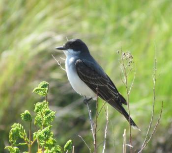 #bird-column, #Jeff and Allison Wells, #birds, #boothbay register, #maine, #wiscasset newspaper, #eastern kingbird