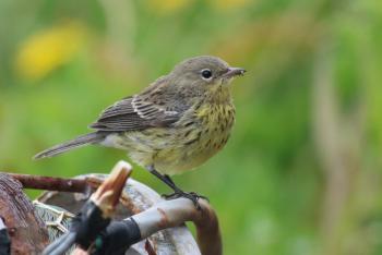 #bird-column, #kirtland’s warbler, #jeff and allison wells, #boothbay register, #birds, #maine