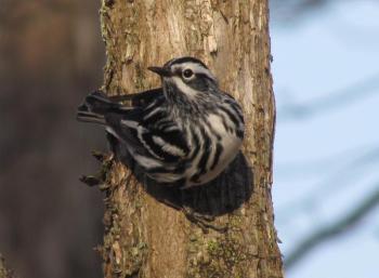 #bird-column, #Jeff and Allison Wells, #birds, #maine, #boothbay register, #blocker, #hurricane lee, #black and white warbler