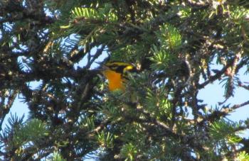 #bird-column, #Jeff and Allison Wells, #birds, #maine, #boothbay register, #blocker, #hurricane lee, blackburnian warbler