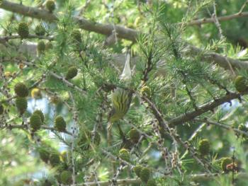 #bird-column, #boothbay register, #jeff and allison wells, #maine, #birds, #timber point, cape may warbler